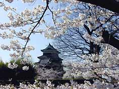 松本城の桜は絵はがき