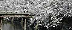 松本城の桜が満開だとこんな感じ