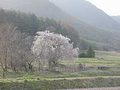 安曇野の桜と夕暮れの関係