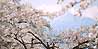 満開の桜と白馬連峰